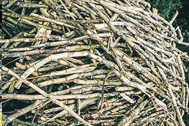 Sugarcane waste