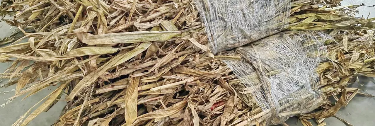 StrawAfter processing
