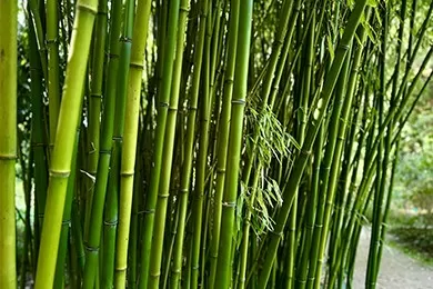Bamboo