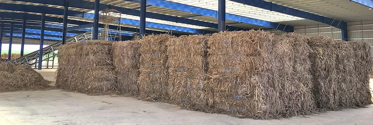 StrawBefore processing