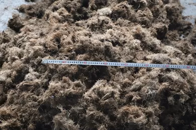 Palm fiber